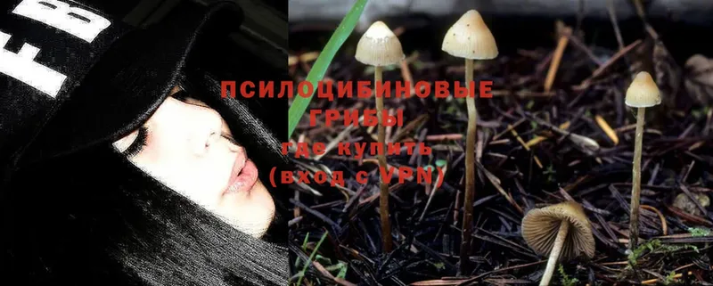 Псилоцибиновые грибы Cubensis  Елизово 